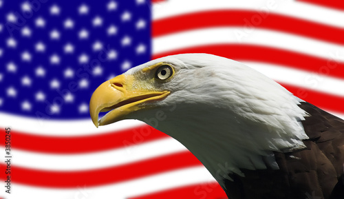 American Bald Eagle and Flag