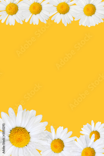 Frame made from daisy over yellow background
