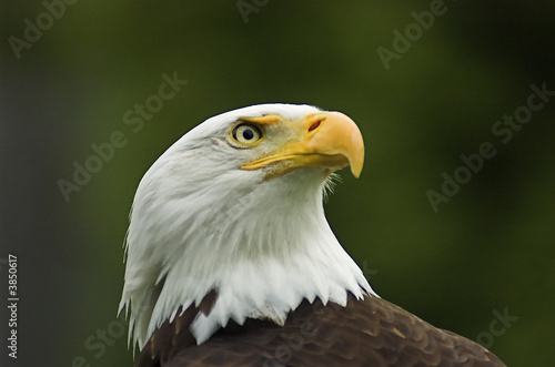 American Bald Eagle Profile