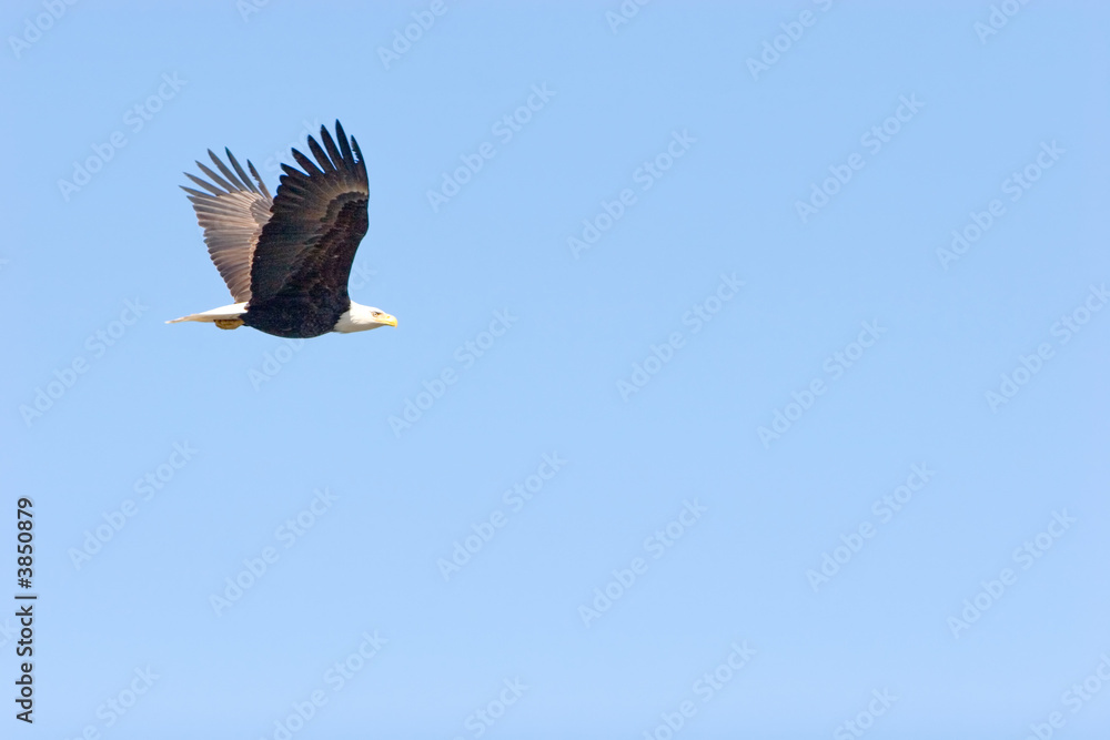 Obraz premium Bald eagle flying