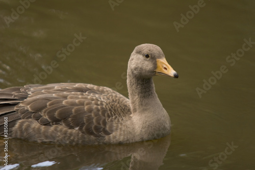 A grey goose gosling on green water