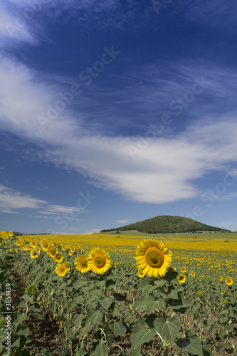 Sunflower field with a little hill in the background