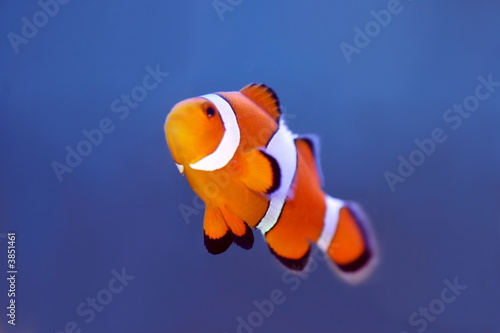 Tela Clownfish