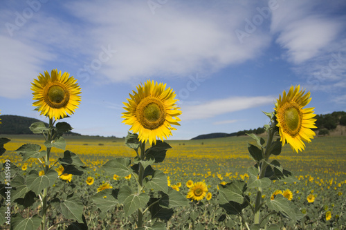 Three sunflowers close-up with the blu sky in the background