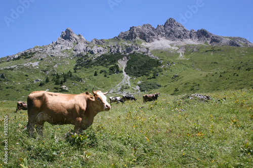 grasende kühe auf einer almwiese im hochgebirge
