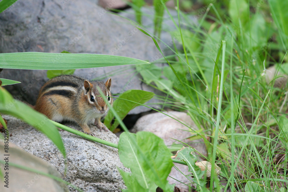 Naklejka premium Little Chipmunk 5