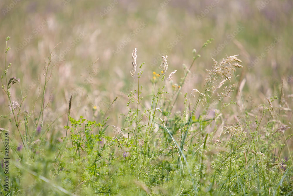 wild flowers background