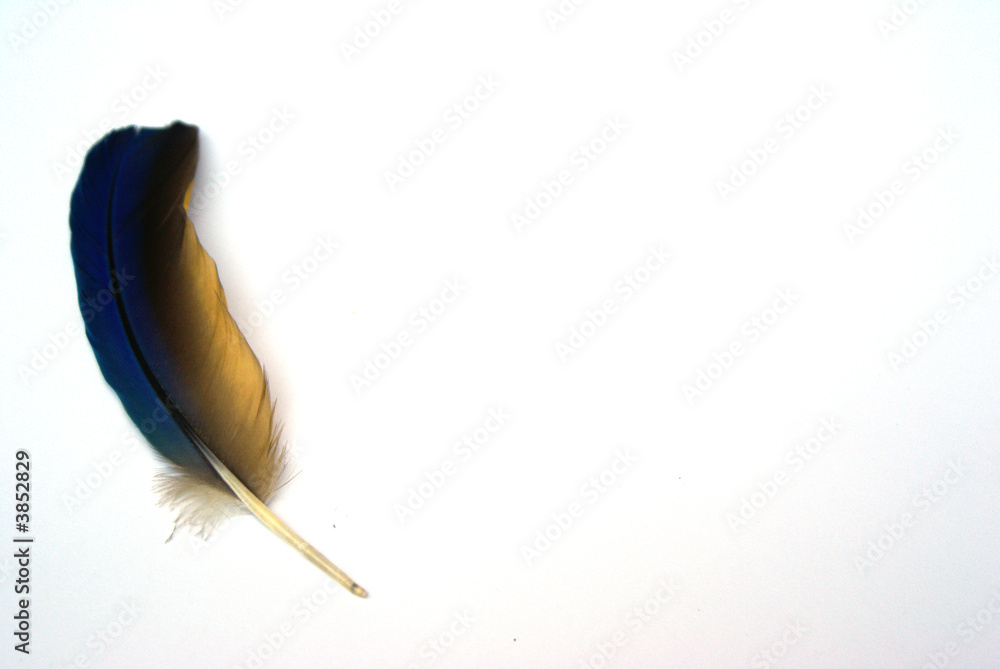 Naklejka premium feather