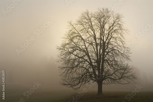 The lonely tree in a fog. Autumn morning. Warm color. © Rey Kamensky