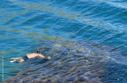 The diver - the man at pure purple ocean among seaweed