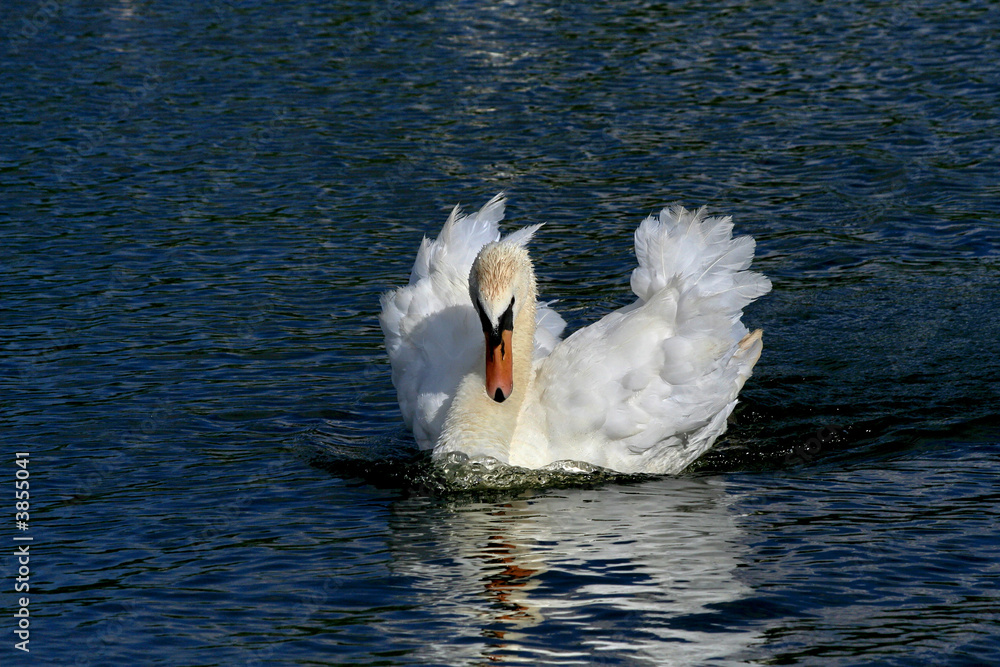 Fototapeta premium Male swan