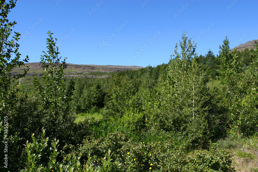 small mountain forrest in summer, 