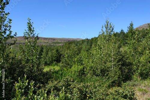 small mountain forrest in summer, 