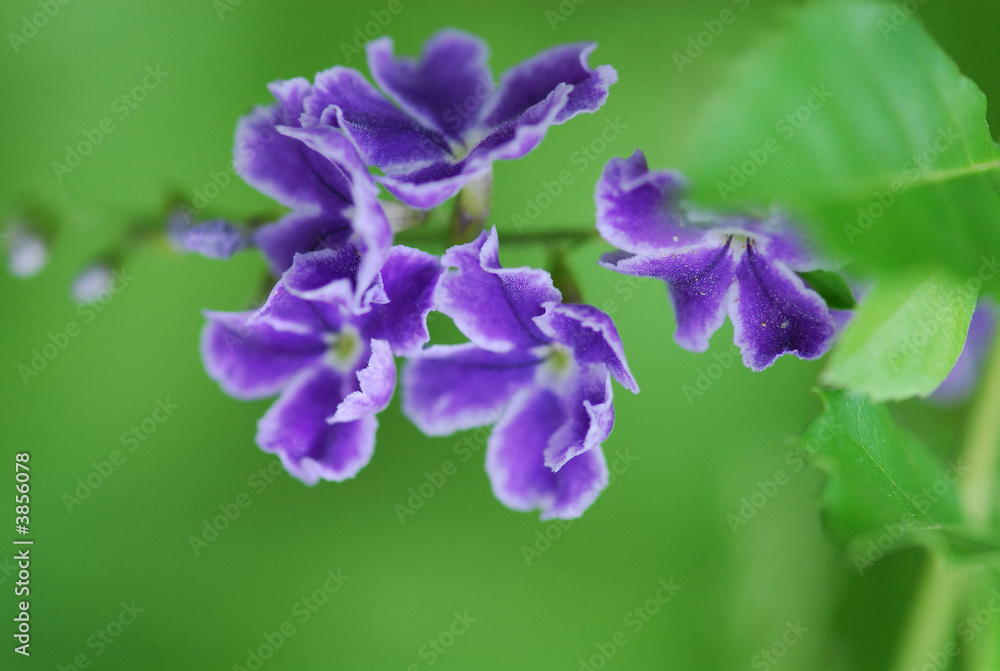 purple flowers in the gardens