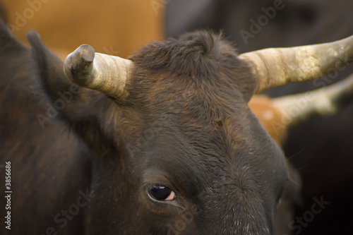 Staring Bull