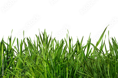 Gras photo