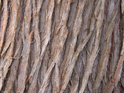 texture écorce de cryptoméria du Japon