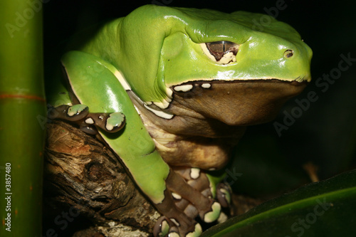 Giant Waxy Monkey Frog