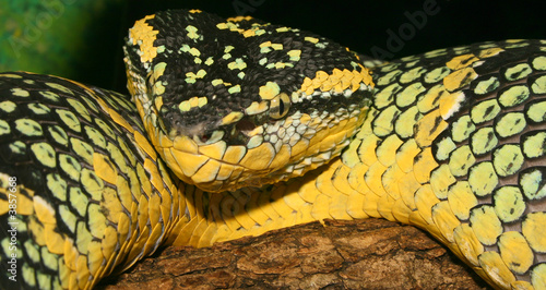 Wagler's Viper photo