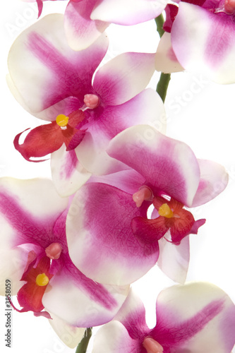 Fuchsia orchid on white background