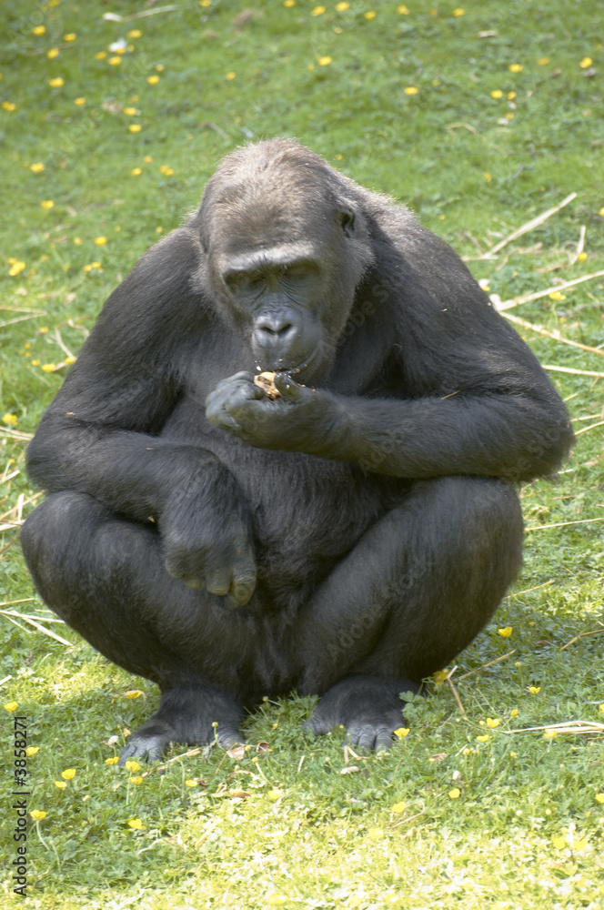 A lowland Gorilla in a Wildlife Park A lowland Gorilla in a Wildlife Park