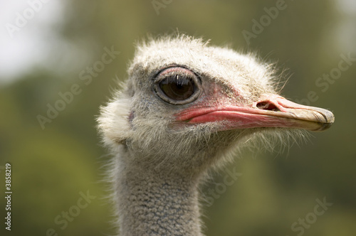 A portrait of an Ostrich with background out of focus
