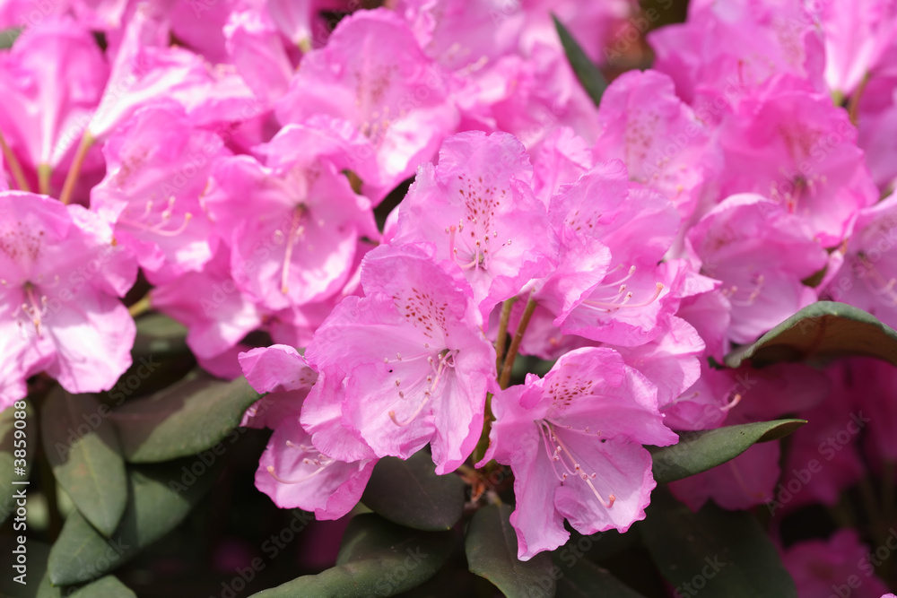 Flowers, Rhododendron Hybrid Rozeum Elegans Flowers, Rhododendron Hybrid Rozeum Elegans