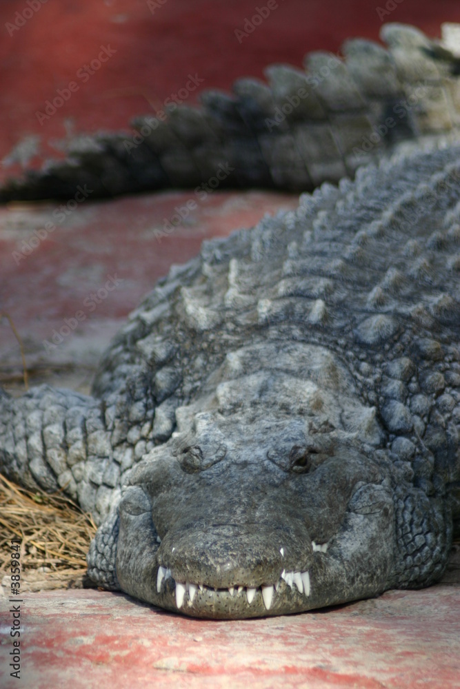 Fototapeta premium Krokodil