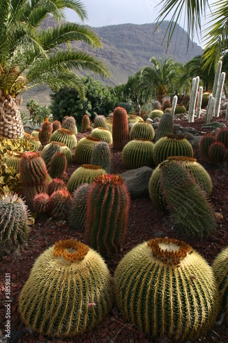 Kakteengarten