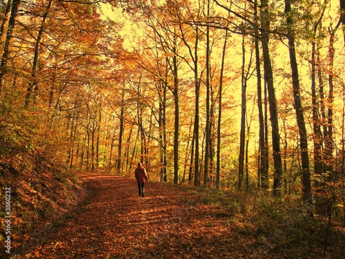 Spaziergang im Herbstwald