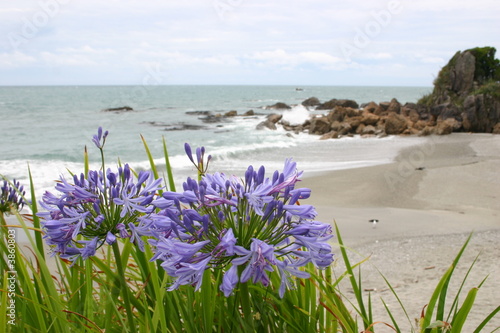 Strandblumen