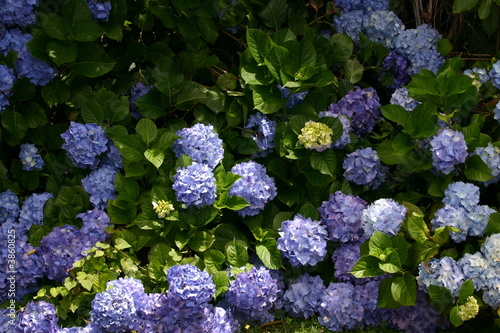 Blumen