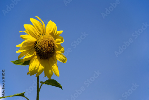 Sonnenblume ohne Wolken