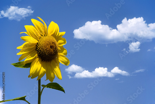 Sonnenblume mit Wolken