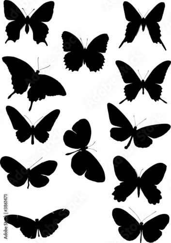 papillons