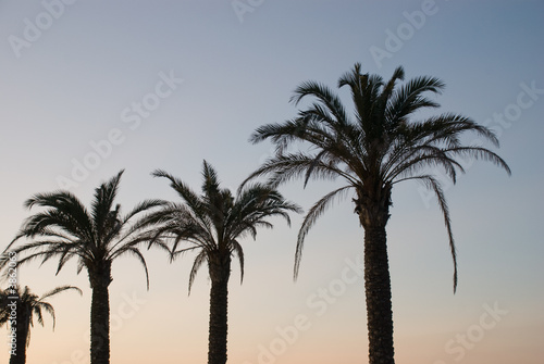 Palms on the coast of the islands Mallorca