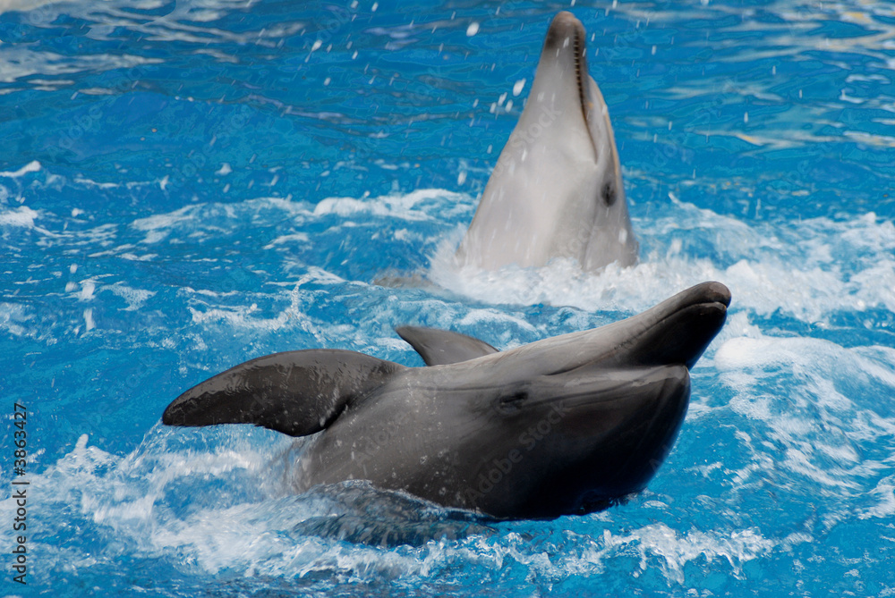 Obraz premium dolphins