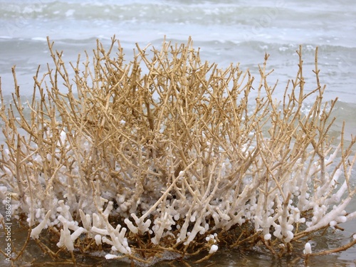 Dead sea