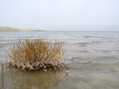 Dead sea