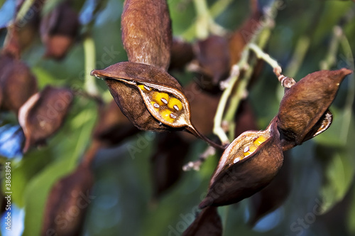 Yellow fruits
