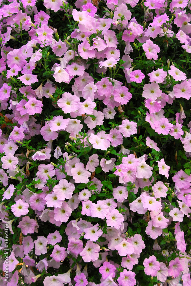 Floral background of blooming pink petunia flowers Floral background of blooming pink petunia flowers
