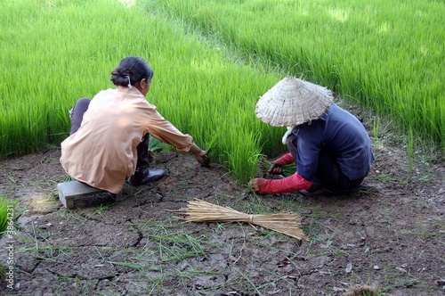 Travailleuses dans une rizière (Vietnam)