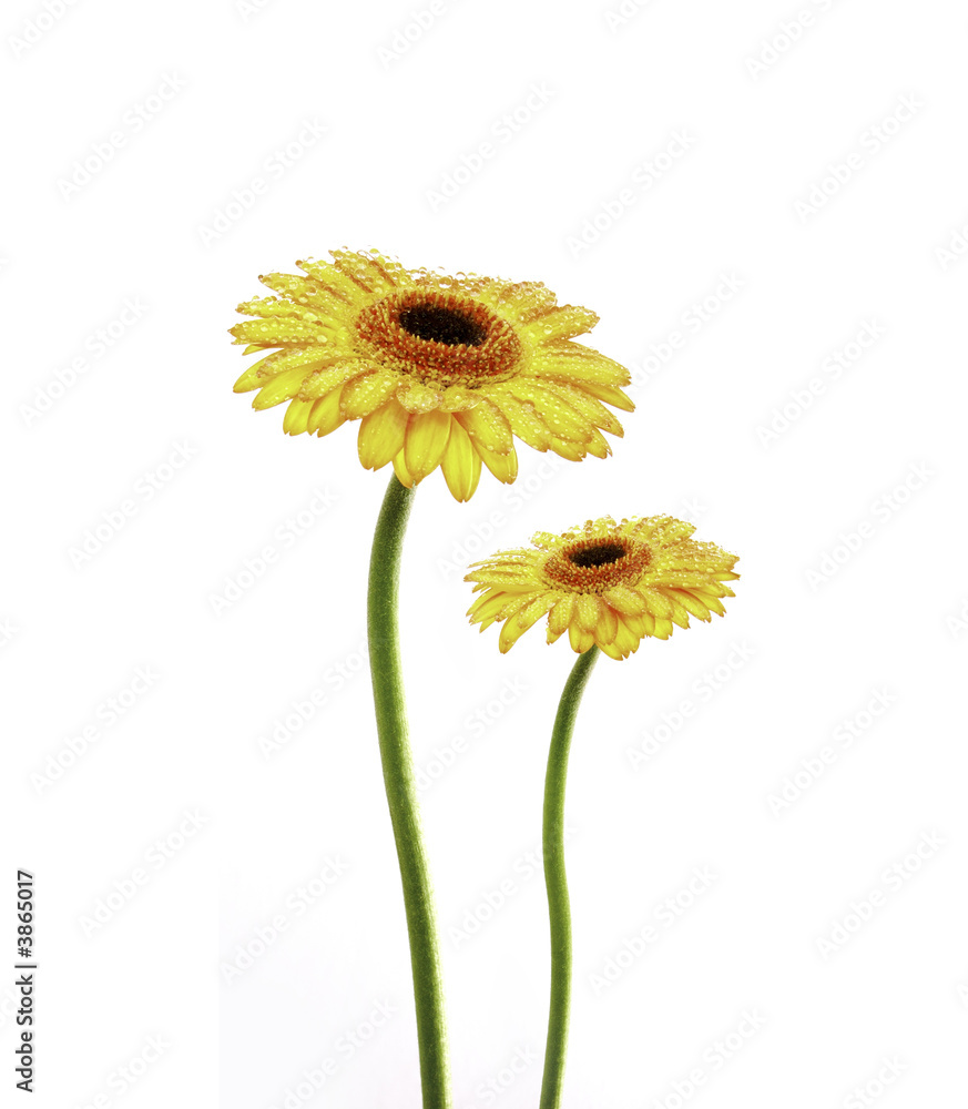 Naklejka premium Gerberas 011