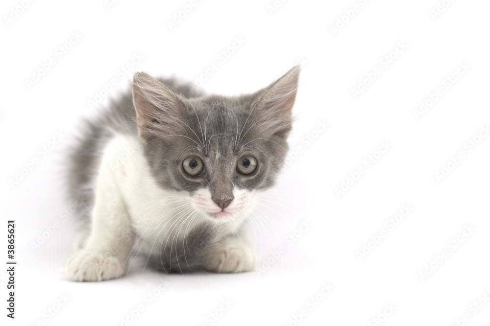 cucte little kitten looking afraid .plenty of room for text cucte little kitten looking afraid .plenty of room for text