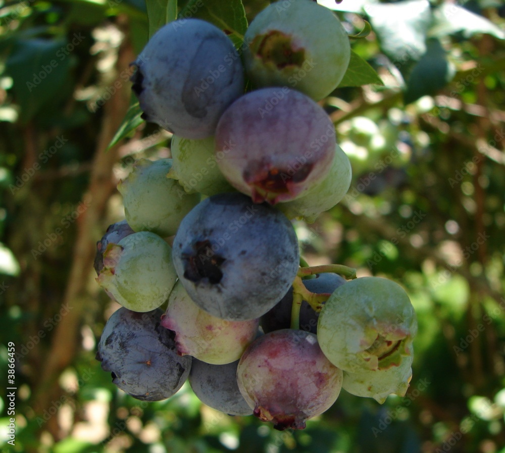 Fototapeta premium Blueberries