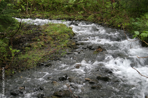 Stream flowing through rain forest