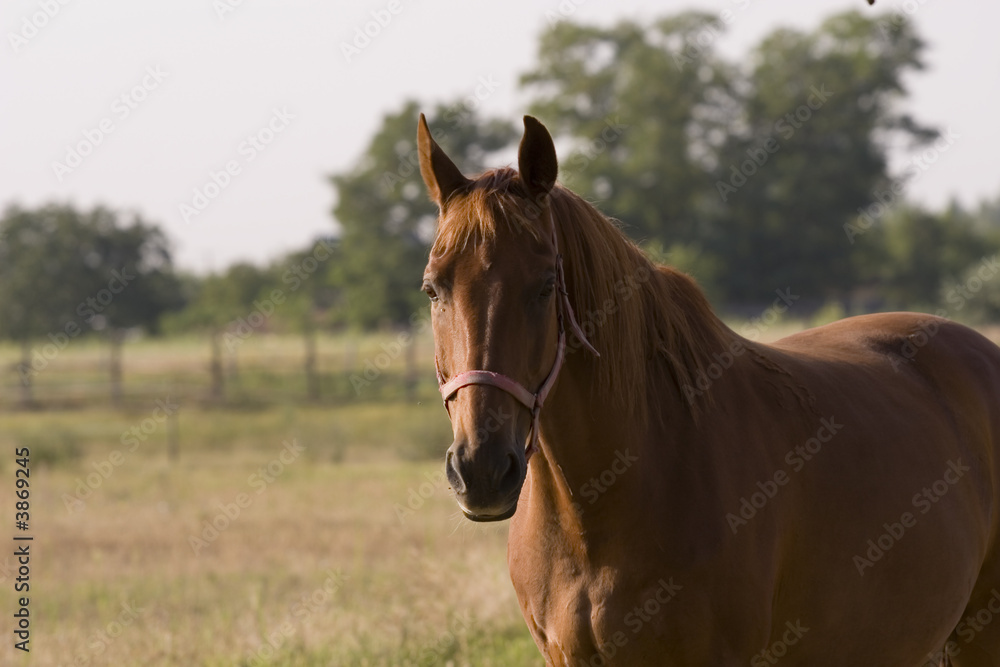 Fototapeta premium Horse