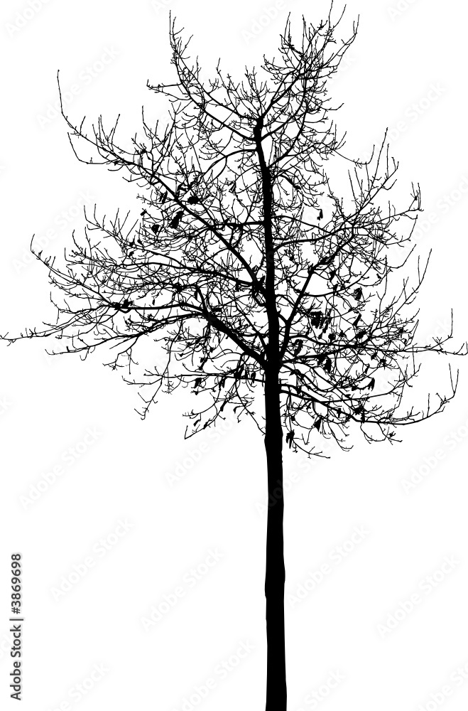 arbre vectoriel arbre vectoriel