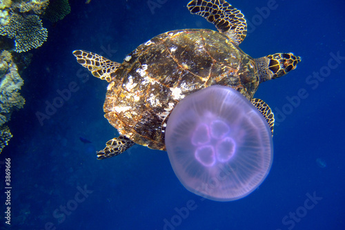 Sea Turtle and Jelly Fish