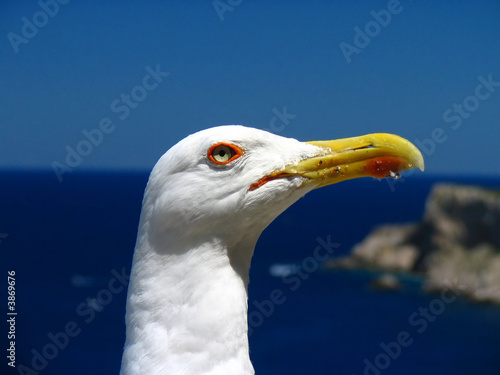 seagull photo